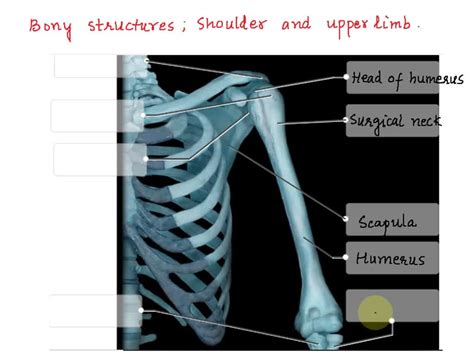 Solved Lab 6 Skeletal System Part 1 29 22 Points Label The Bony