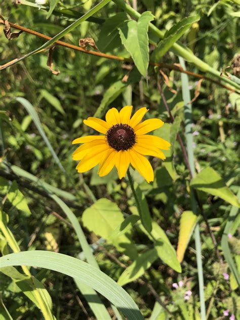 Whats In Bloom Black Eyed Susan Virginia Working Landscapes