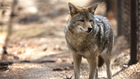 Coyotes In Philadelphia Why Are The Animals Showing Up