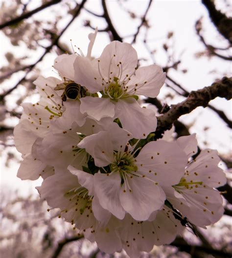 Free Images Branch Plant Flower Petal Bloom Food Produce Flora