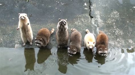 Praying Raccoon 浣熊 Albino 可愛浣熊 拜託拜託 浣熊白子 White Raccoon 拜拜 拜託浣熊 餵小動物 倒影