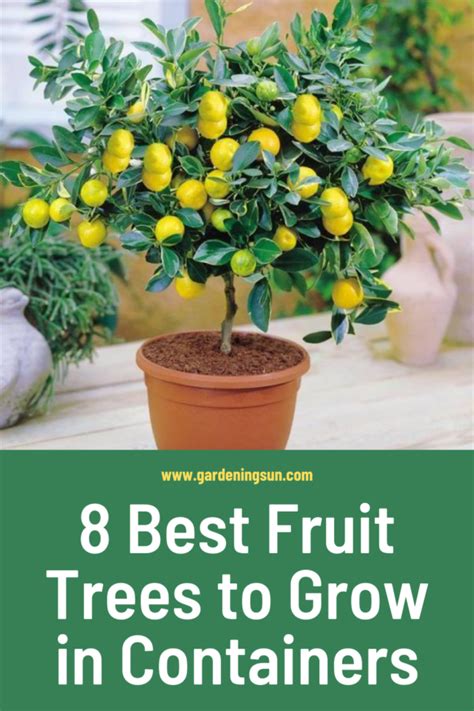 Best Fruit Trees To Grow In Containers Gardening Sun