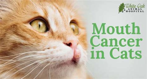 Mouth Cancer in Cats: 5 Common Symptoms and Signs You Shouldn't Ignore ...