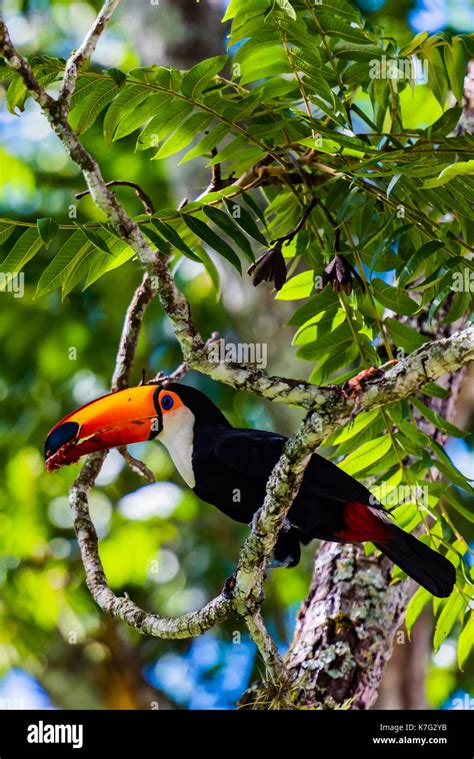 Toco Toucan feeding Stock Photo - Alamy