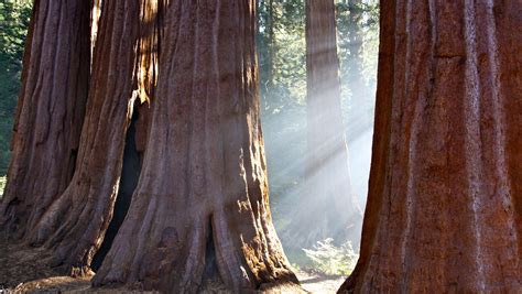 Sequoia And Kings Canyon National Parks 10 Tips For Your Visit