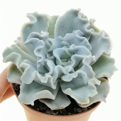 Echeveria Crispate Beauty Cm Crassulaceae Giromagi Vendita