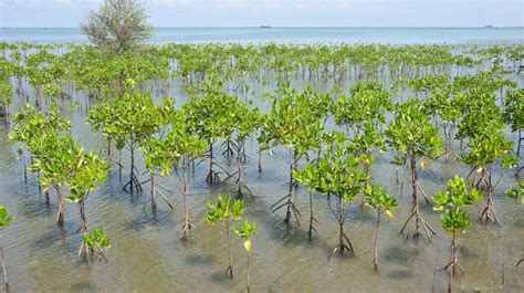 Six Projects Restoring Vital Mangrove Forests Around The World One Earth