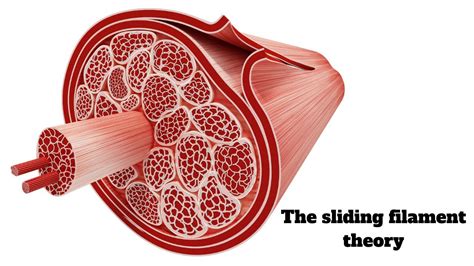 Sliding Filament Theory Youtube