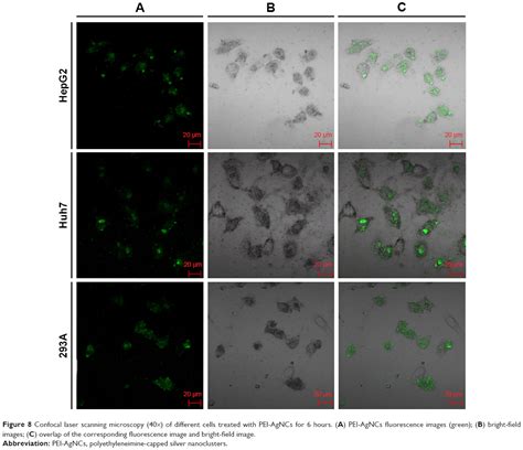 Polyethyleneimine Capped Silver Nanoclusters For Microrna Oligonucleot Ijn