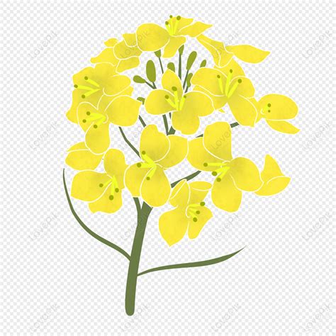 Yellow Canola Flower Illustration, Canola, Flower Illustrations, Plant ...