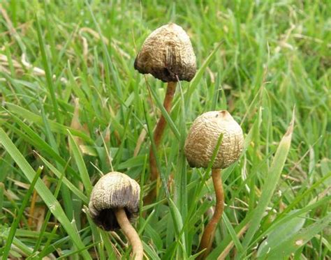 Psilocybe Semilanceata Magic Mushroom Liberty Cap