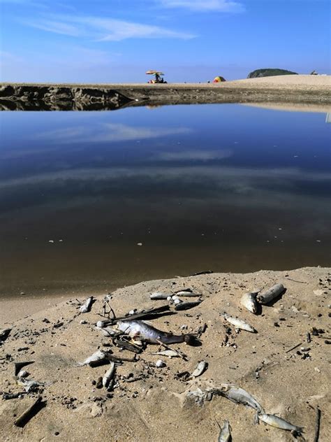 Aguas Negras Un Problema Ambiental Silencioso En Mazatlán Son Playas