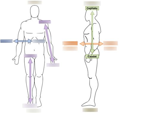 Body Orientation Diagram Quizlet