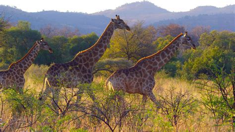 Watch Sunday Morning Nature Giraffes Full Show On Cbs