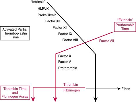 Coagulation Anticoagulation And Fibrinolysis Clinical Tree