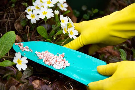 Choose The Right Flower Fertilizer Type