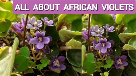 African Violet Plant Care Best Shade Loving Flowering Plant African