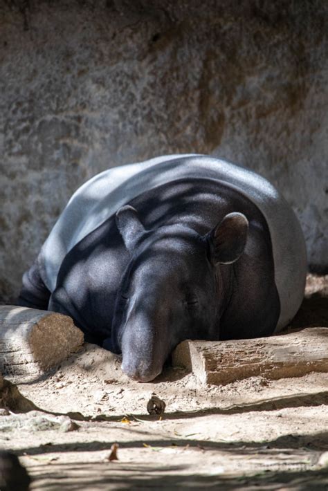 マレーバクよこはま動物園ズーラシア うさログ