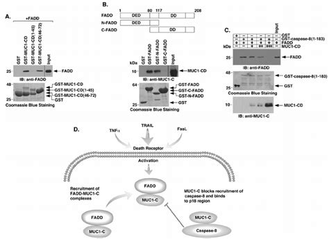 MUC1 CD Competes With Caspase 8 For Direct Binding To The FADD DED