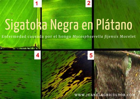 Sigatoka Negra en Plátano Juan El Agricultor