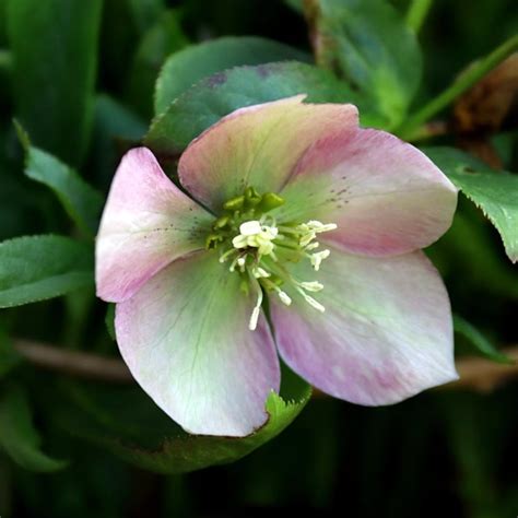 Helleborus Glendas Gloss 2l Pot Ardcarne Garden Centre