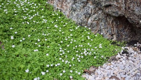 A True Carpeting Ground Cover Pratia Pedunculata Mallee Design