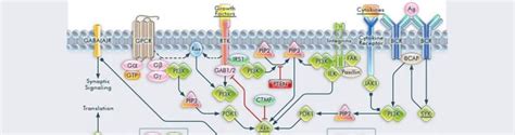 Tunel Assays Thermo Fisher Scientific Jp