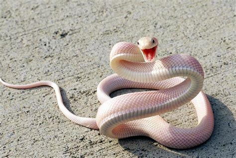 Awesome Albino Animals | Animals