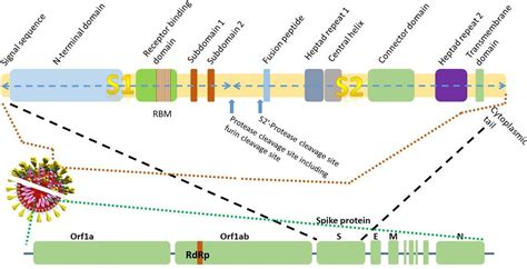 Gene Of The Month The 2019 NCoV SARS CoV 2 Novel Coronavirus Spike