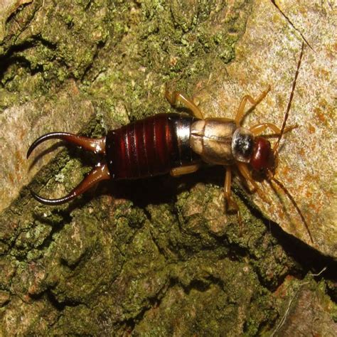 11 Facts About Earwigs You Need To Know