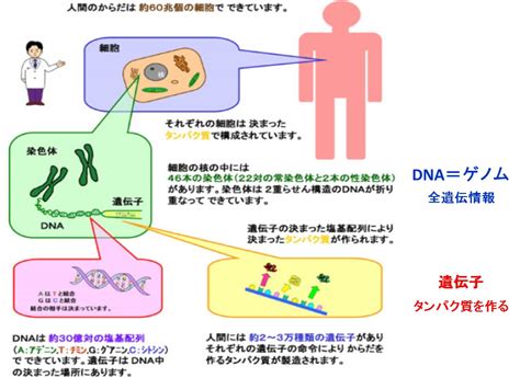 ヒトの遺伝子にはウイルスが忍び込んでいる 高橋医院