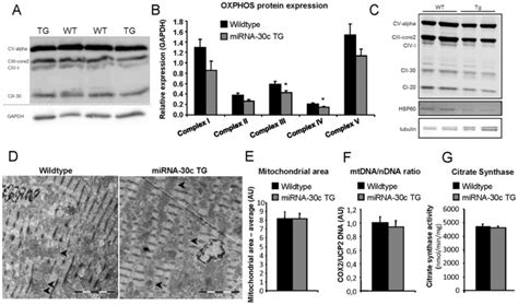 A Western Blot Of Mitochondrial Oxphos Proteins From Wildtype And