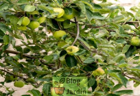 C Mo Cultivar Manzanas Verdes Deliciosas En Tu Hogar