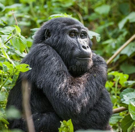 Close Up Portrait of a Mountain Gorilla at a Short Distance in Natural Habitat. the Mountain ...