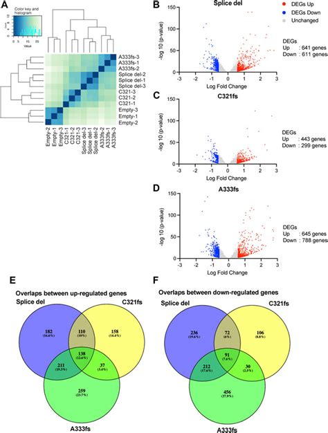 Frontiers GATA3 Truncation Mutants Alter EMT Related Gene Expression