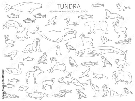 Tundra biome. Simple line style. Terrestrial ecosystem world map ...