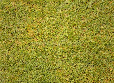 Grass Texture Golf Course Background Stock Image - Image of beautiful ...