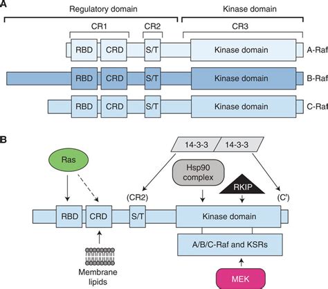 Raf Domain Structure And Protein Interactions A The Raf Kinases Can