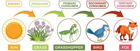 Premium Vector | Food Chain Diagram with Animals