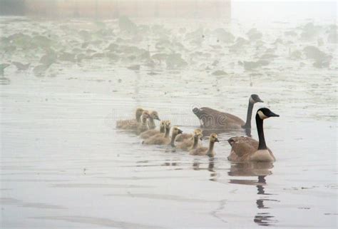 Geese In A Misty Lake Stock Image Image Of File Birds 56449829