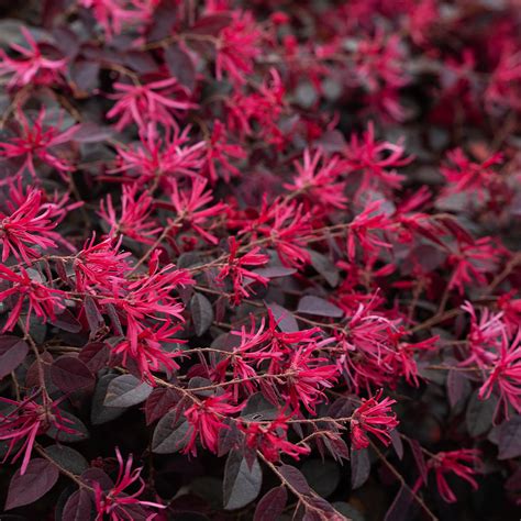 Cerise Charm™ Loropetalums For Sale