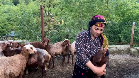 Shepard Woman Takes The Flock Of Sheep And Lambs To Mountains For