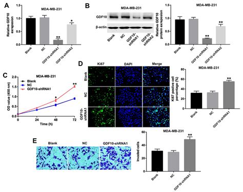 Downregulation Of Gdf10 Promotes Proliferation Of Mda Mb 231 Cells