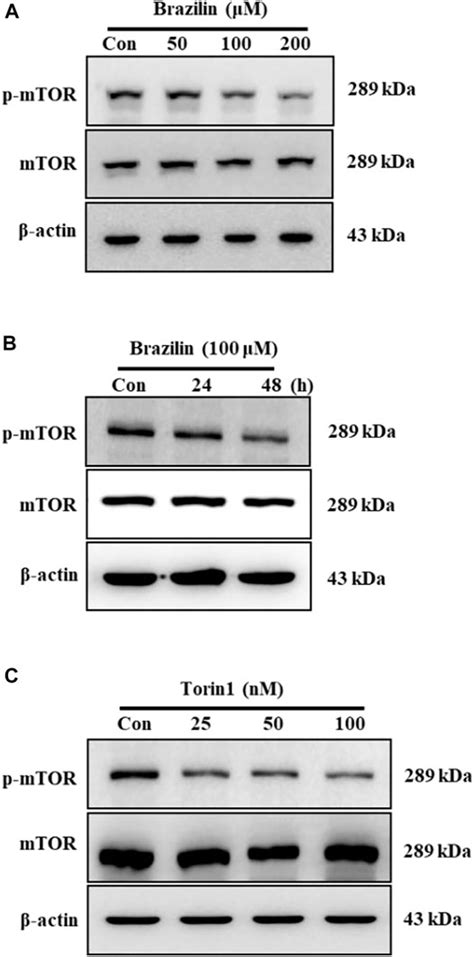 Frontiers Brazilin From Caesalpinia Sappan L Induced Apoptosis Via