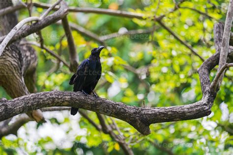 Raven on a tree 1979163 Stock Photo at Vecteezy