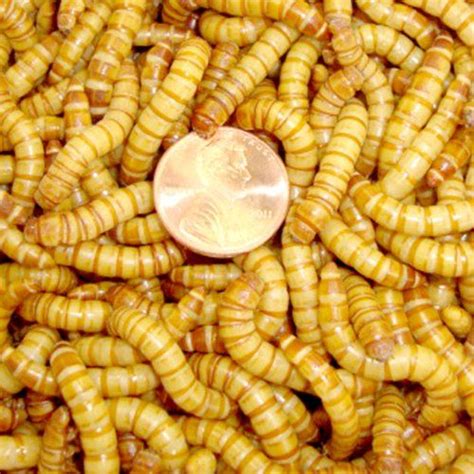 2000ct Live Giant Mealworms Pet Food Best Bait To View Further For