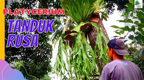 Tanaman Pakis Hias Tanduk Rusa Asli Dari Hutan Tropis Platycerium