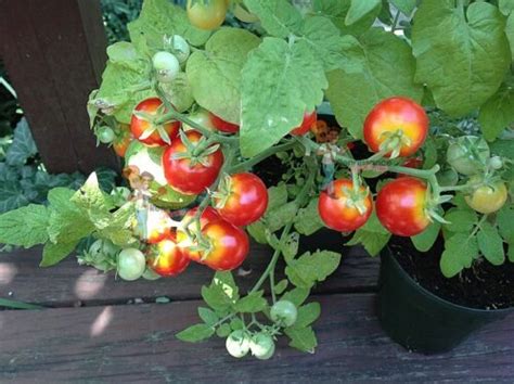 Flora Gold Micro Dwarf Tomato Renaissance Farms Heirloom Tomato Seeds