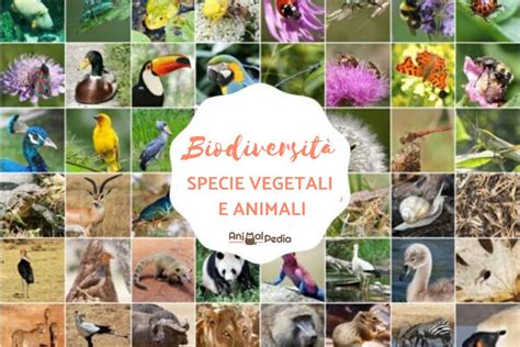 Biodiversità Cosè Tipi Caratteristiche Ed Importanza