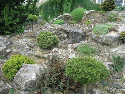 Цветы для сада камней - 58 фото